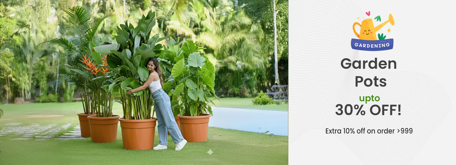 planter-big-sale-banner-desktop