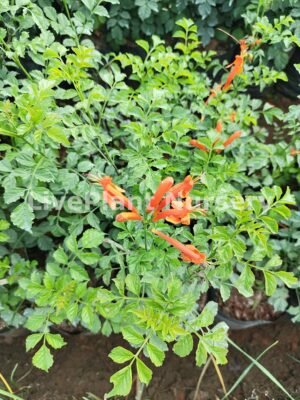Tecoma Capensis Orange