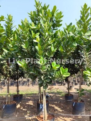 Calophyllum Inophyllum