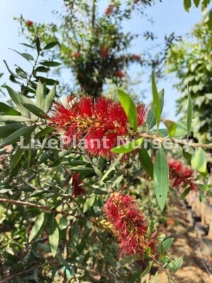 Callistemon Polandii