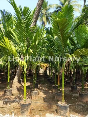 Areca Catechu(Supari Palm)