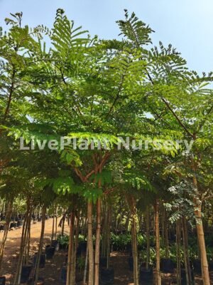 Peltophorum Pterocarpum