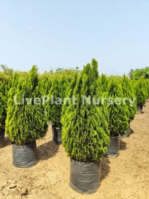 Golden Thuja