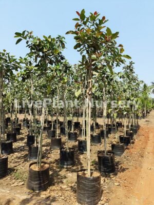 Ficus Benghalensis