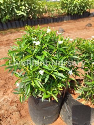 Tabernaemontana Divaricata