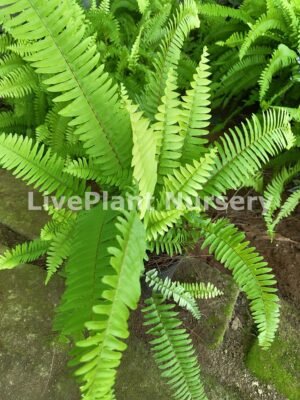 Golden Fern