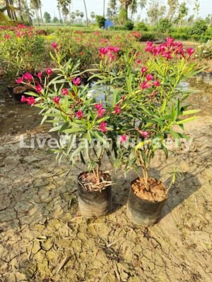 Nerium Oleander Dwarf