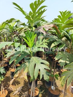 Bread Fruit (Jack Fruit)
