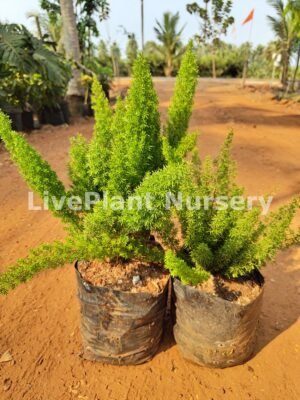 Asparagus Meyeri