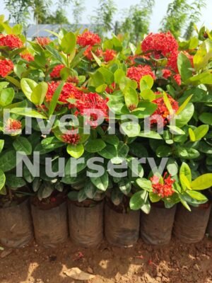 Thailand Ixora