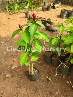 Costus Woodsonii