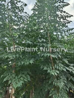 Millingtonia Hortensis