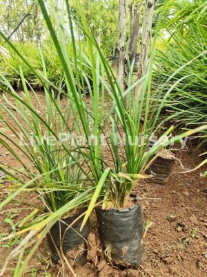 Ophiopogon Japonicus