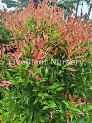 Syzyium Campanulatm (Eugenia)