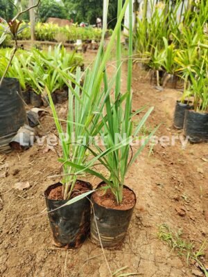 Cymbopogon Ciratu (Lemon Grass)