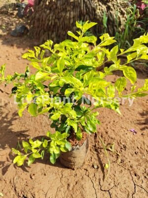Durantha Erecta Gold