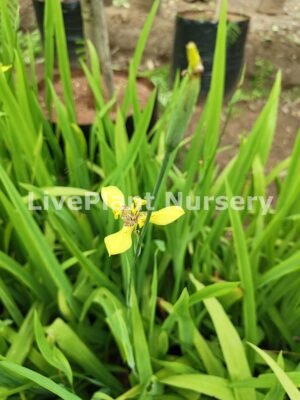 Neomarica Longifolia (Walking iris)