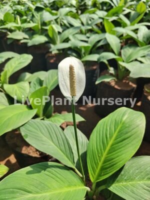 Spathiphyllum