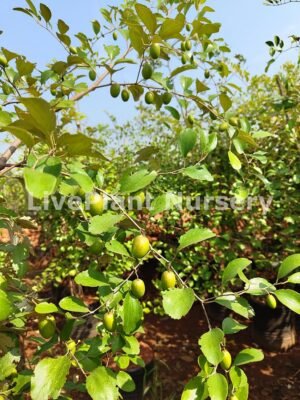 Indian jujube (Ber Fruit)