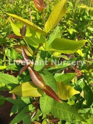 Syzygium Samarangense(Water apple)