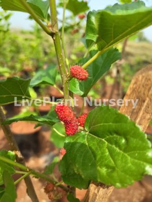 Mulberry plant