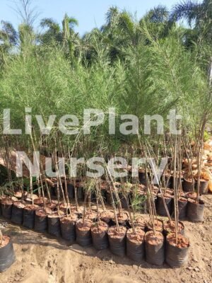 Casuarina Equisetifolia Aurea