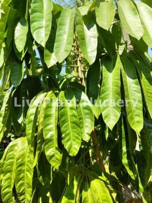 Brassia Actinophylla