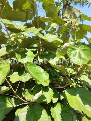 Pterospermum acerifolium (Kanaka Champa)