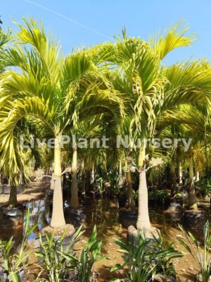 Veitchia Merrillii Golden