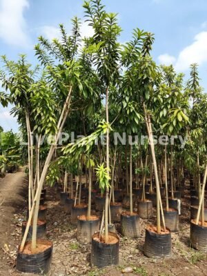 Couroupita Guianesis