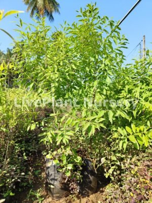 Santalum album (White Sanda)