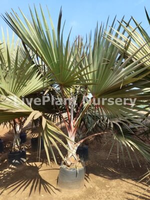 Lantania Lontarodies Red (Lantnia Rubra)