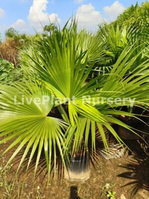 Livistona Chinensis