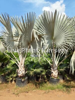 Bismarckia Nobiis Silver