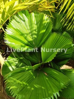 Licuala Grandis