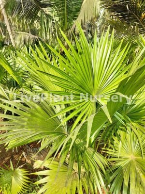 China palm