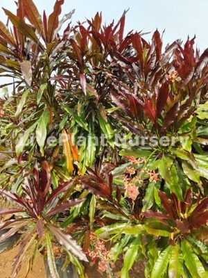 Cerbera Odollam Rubra(Red Pong Pong)