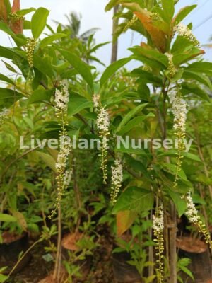 Citharexylum spinosum