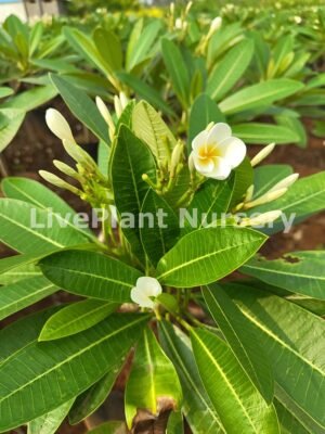 Plumeria American White