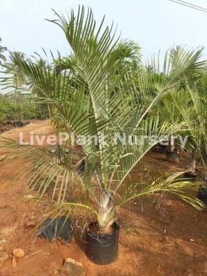 Dypsis decaryi(Triangular Palm)