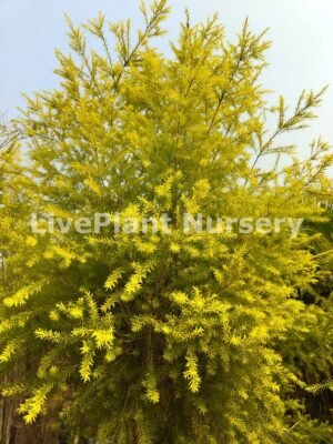 Melaleuca Bracteata (Golden bottle brush)