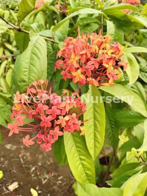 Ixora Singaporensis Red