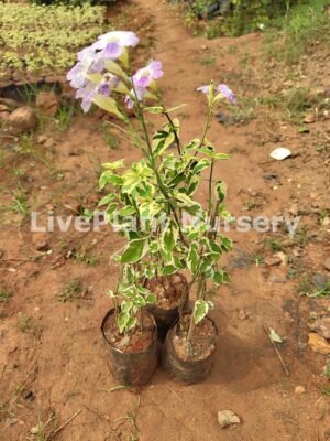 Asystasia gangetica verigated