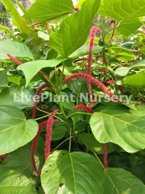 Acalypha Hispida
