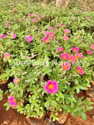Portulaca Grandiflora