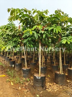 Lagerstroemia Speciosa