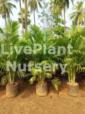 Dypsis Lutescens(Areaca Palm)