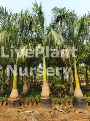 Roytonea Regia (Royal Palm)