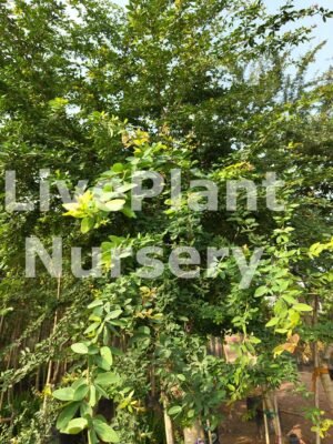 Pithecellobium dulce (Manila Tamarind)