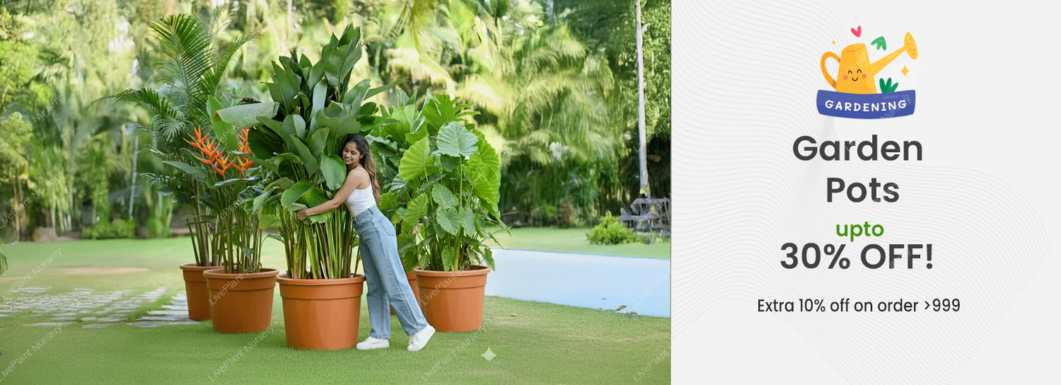 planter-big-sale-banner-desktop